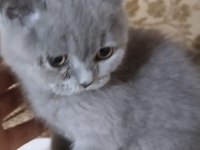 safkan British Shorthair yavrumuz