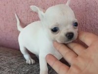 Chihuahua yavru köpeğimiz