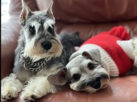 FCI secereli Schnauzer yavruları