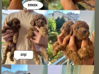 Anne altından poodle yavrularımız sahiplerini bekliyor