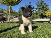 Safkan Amerikan Akita
