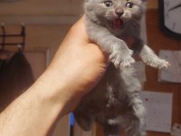 Sevimli British Shorthair Bebiş