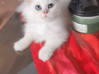 Pamuk Prenses British Longhair