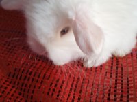 Teddy lop tavşanı yavrular sütten kesilmiş durumda