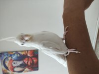 Albino sultan papağanı ele alıştık