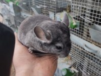En yumuşak chinchilla dostunuz
