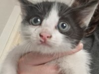 YAVRU KEDİLERİMİ ÜCRETSİZ SAHİPLENDİRİYORUM