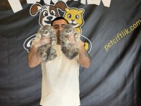 TOP KAFA SCOTTISH FOLD YAVRULAR BRITIS YAVRULAR ANKARA