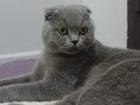 Acil sahiplendirme scottish fold takas olur
