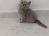 British shorthair lilac ve gri