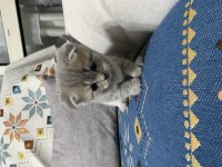 Muhteşem Güzellikte Bebek Kediler