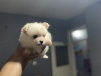 Pomerian boo