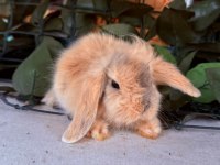 Garantılı Hollanda Teddy Lop Tavşanları