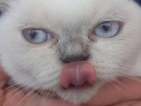 Dişi 5 aylık yavru british shorthair