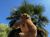 RED BROWN TOY POODLE YAVRUMUZ YENİ YUVASINA HAZIR