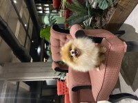 Üst Kalite Genç Yetişkin Dişi Pomeranian Boo