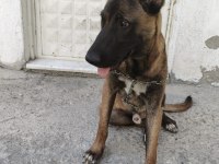 Sahibinden sahiplendirilecek malinois