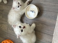 British Longhair Ve Shorthair Yavrularımız