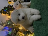 Kar beyaz samoyed yavrular