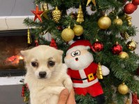 1 çift 0 boy şivava köpekler