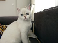 British Shorthair Can Dostumuza Yeni Yuvasını Arıyoruz