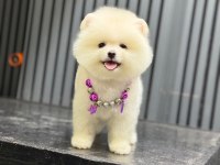 Show Kalite Pomeranian Boo Köpekler