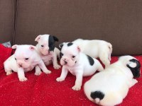 French Bulldog Yavruları