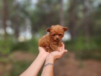 toy poodle köpekleri antalya