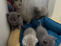 British shorthair torunlarımız yuvasını arıyor