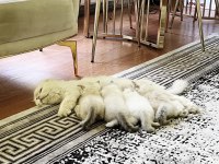 27 mayıs doğumlu 4 adet yavru scottish fold