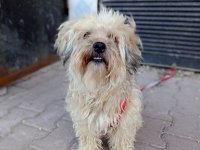 Terrier Dişi