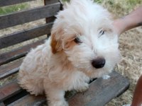 Orjinal maltipoo yavruları