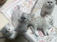 British longhair silver dişi kedimiz
