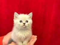 British shorthair yavrularımız