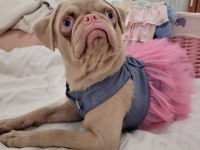 Egzotik Pug Mops