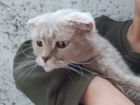 Lilac scottish fold dişimiz sahiplendirilecektir