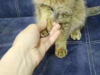 Çok acil british shorthair ücretsiz veriyorum