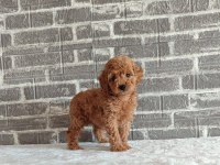 WC EĞİTİMLİ TÜY DÖKMEYEN TOY POODLE