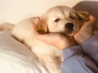 Golden Retriever Yavrular Canlı Görerek Alabilirsiniz
