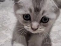 Scottish fold top kafa sıfır kulak