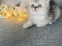 Efsane güzellik british longhair