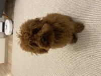 Tüm Aşıları yeni bitti 6 aylık Bebek Yüzlü Poodle
