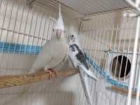 CF SULTAN PAPAĞANI TAKIM