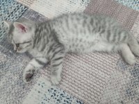 Güzellik abidesi british shorthair kedimiz
