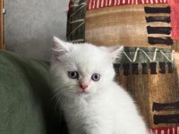 British Shorthair Yavrumuz Ömürlük Yuvasını Arıyor