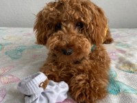 Köpeğimi bazı nedenlerden dolayı vermek zorundayım erkek
