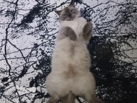 Kediler arası kavga şiddetli geçimsizlik nedeni ile