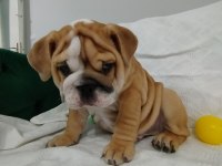 ANATOMİ HARİKASI İNGİLİZ BULLDOG BEBEKLER