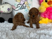 İzmir A. Kalite Poodle Yavrular