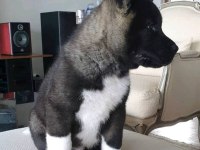 Amerikan Akita Yavrularımız